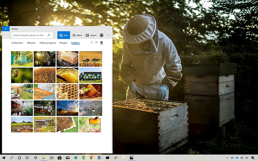 Windows 10 の養蜂テーマを探る () • Pureinfotech、Apiary 高画質の壁紙