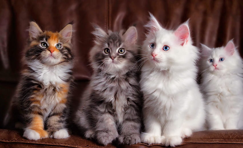 Kittens, sweet, cates, cute, adorable, fluffy, friends HD wallpaper