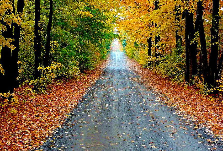 Guida autunnale, foglie, giallo, verde, alberi, autunno, strada, arancio, oro Sfondo HD