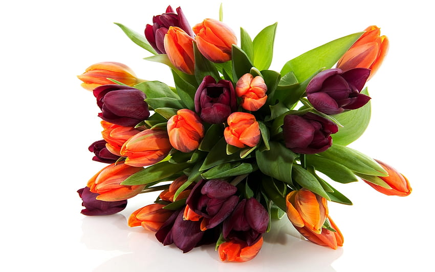 Plantes, Fleurs, Tulipes Fond d'écran HD