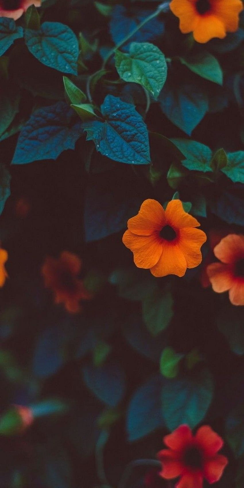 Оранжево, зелено, цвете, венчелистче, листо, растение. Природа, цвете, красиво HD тапет за телефон