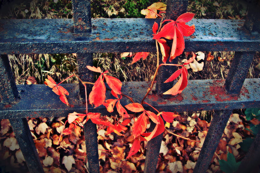 Red Red Vine, vine, red, fence, nature, cemetary, beauty HD wallpaper