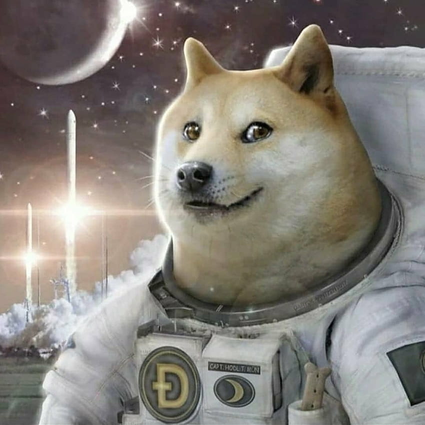 Dogecoin, Doggo Meme HD phone wallpaper