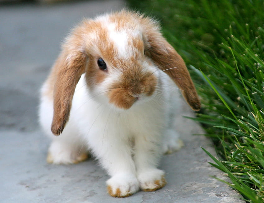 rabbit,outside, lop, eared, pet, red-white HD wallpaper