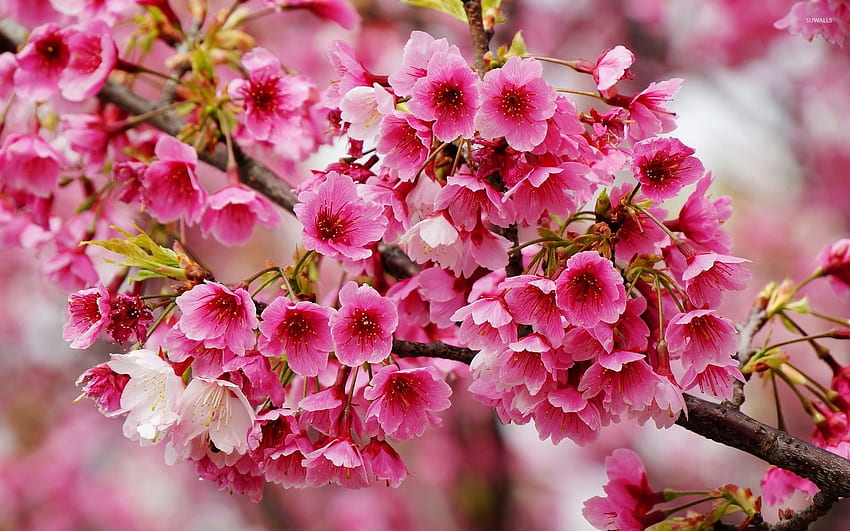 Colori della primavera, rosa, petali, fiori, rami, albero Sfondo HD