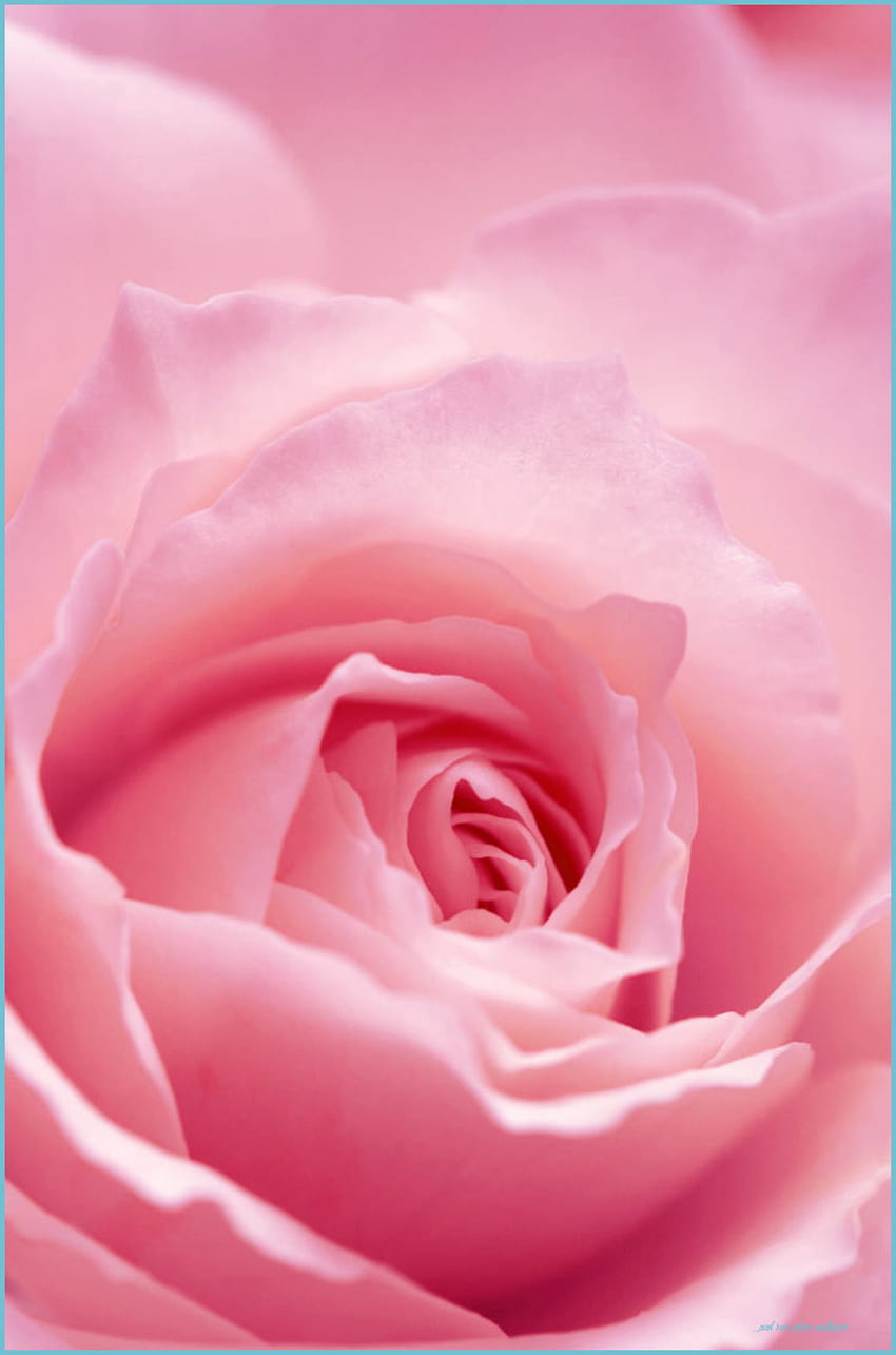 Light Pink Rose Flower IPhone On We Heart It - Pink Rose iPhone, Soft ...