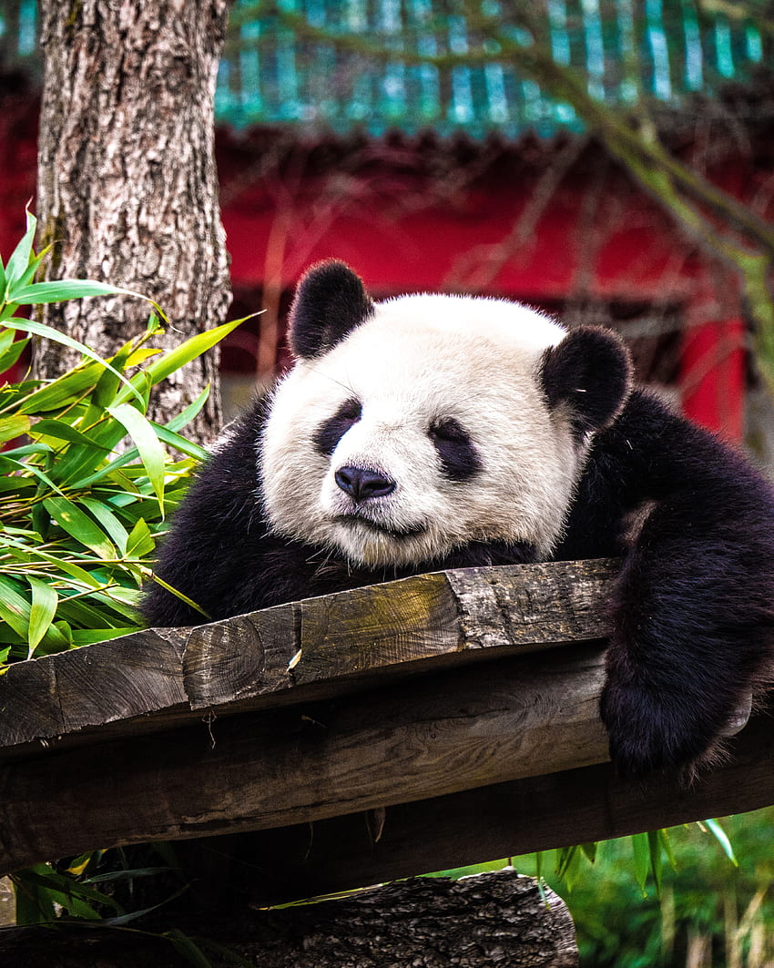 Tiere, Tier, Schatz, Nett, Schlaf, Traum, Panda HD-Handy-Hintergrundbild