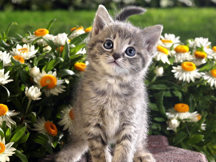Animals, Flowers, Kitty, Kitten, Kid, Tot HD wallpaper