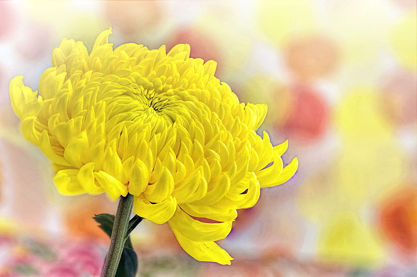 Orange Chrysanthemum HD wallpaper | Pxfuel