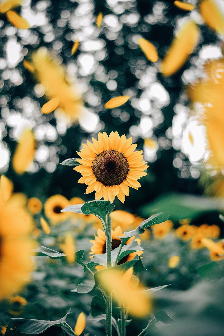 VSCO Sunflower 2020, Simple Sunflower HD phone wallpaper