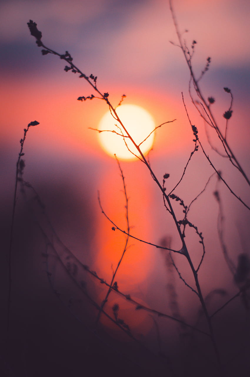 Sunset, Grass, Sun, Macro HD phone wallpaper | Pxfuel