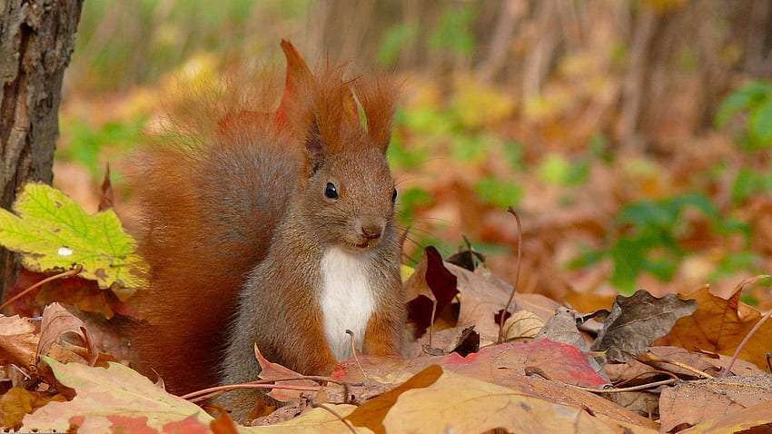 Animals, Squirrel, Grass, Autumn, Leaves, Sit, Fluffy, Tail HD wallpaper