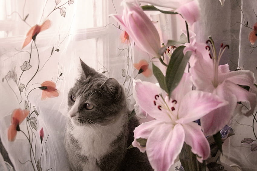 나만의 작은 정원, 창문, 회색과 흰색, 고양이, 꽃, 분홍색 꽃 HD 월페이퍼