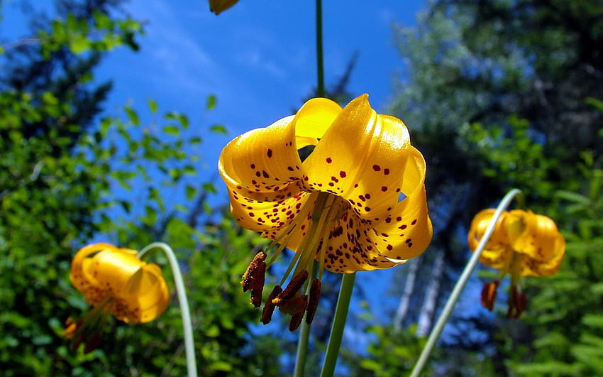 ธรรมชาติ ดอกไม้ ด่าง ขาด ๆ หาย ๆ ลิลลี่ วอลล์เปเปอร์ HD