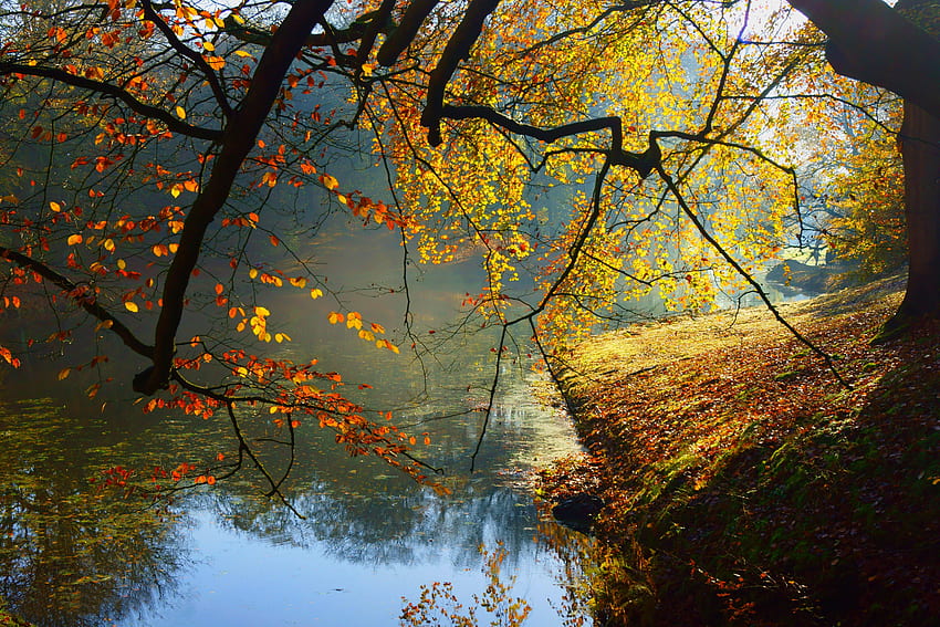 Autumn branches, leaves, fall, autumn, branches, splendor, lake, pond, foliage HD wallpaper