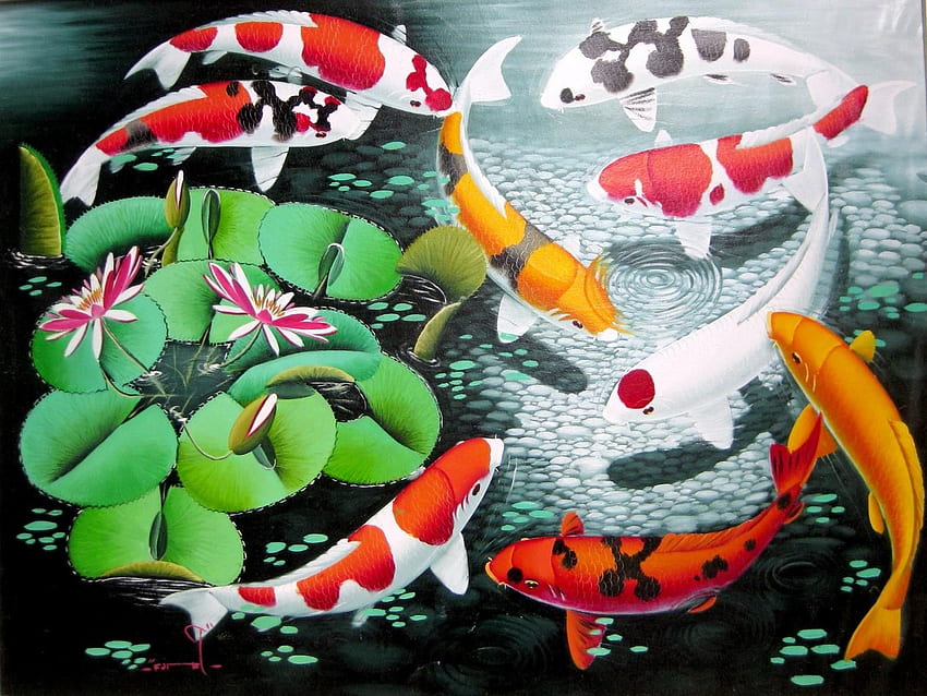 Carp – Monster fish, Asian Koi HD wallpaper