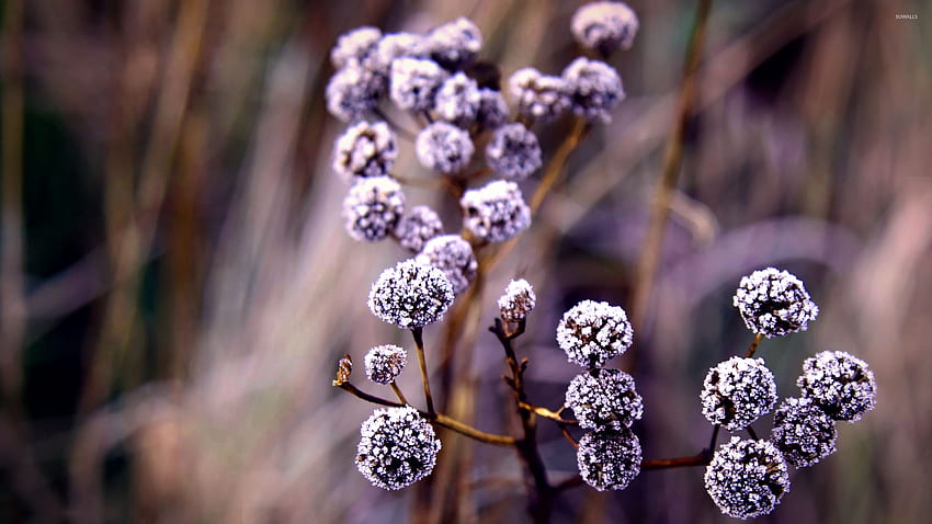 Wunderbare gefrorene Makropflanze - Lila Farbe unten, Eisblume HD-Hintergrundbild