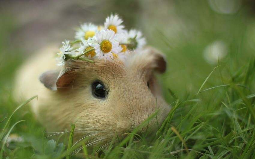 Animals, Rodents, Guinea Pigs HD wallpaper