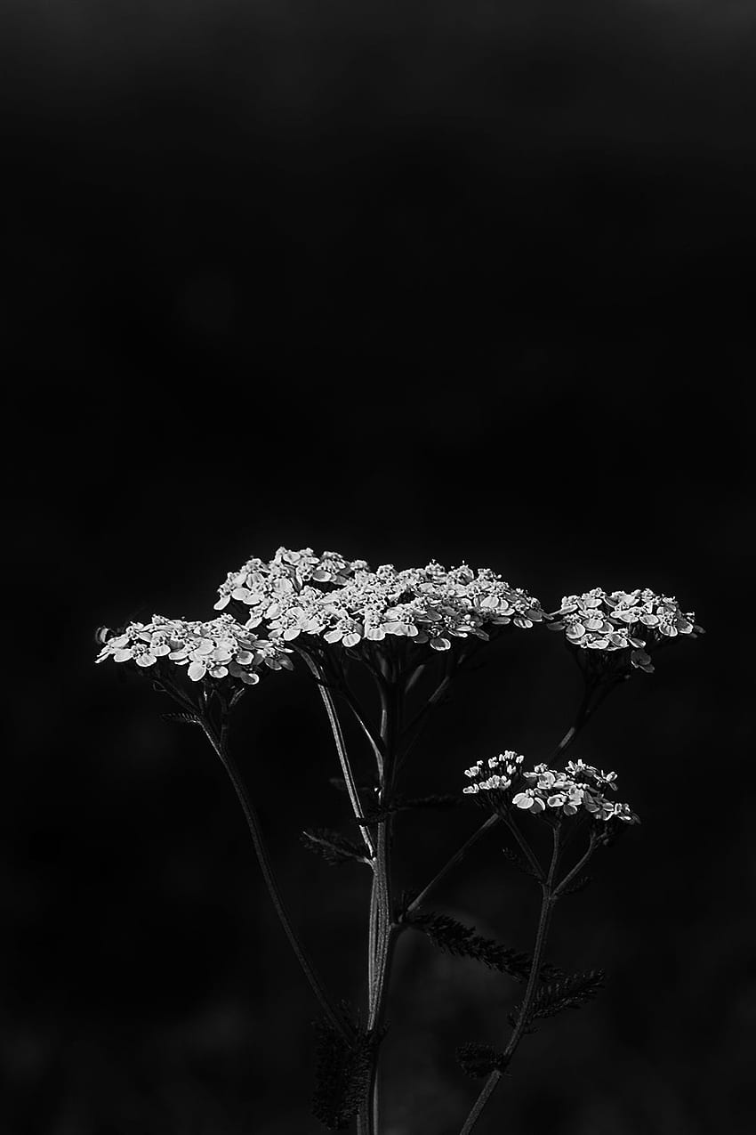 Hermosas Flores para DP. Hermosas flores , Hermosas flores , Flor, Hermosa flor en blanco y negro fondo de pantalla del teléfono