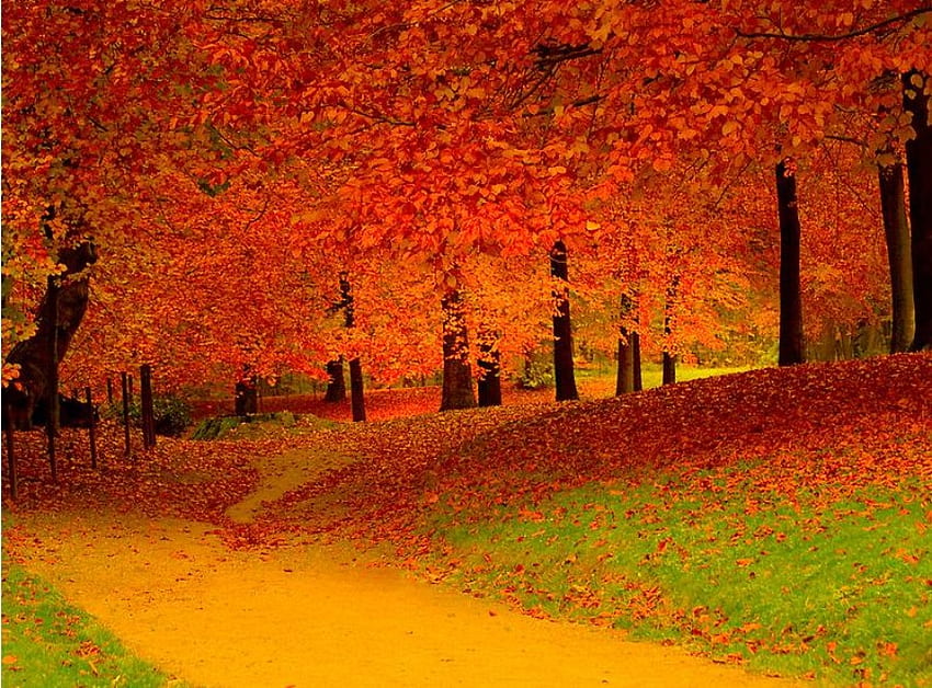 Flame forest, path, yellow path, red, trees, autumn, grass, flaming HD wallpaper