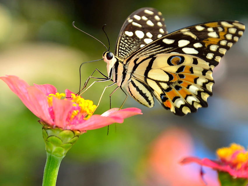 Owad Monarcha Kolorowy Motyl W Rodzinie Nymphalida Najbardziej Znany W Ameryce Północnej Ultra Na Laptop Tablet Telefony Komórkowe I Tv Tapeta HD