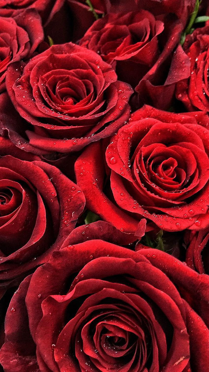 Rosa Roja, Rosas, Flores fondo de pantalla del teléfono