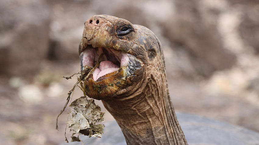 Tortoise eating leaves animal 26358 HD wallpaper | Pxfuel