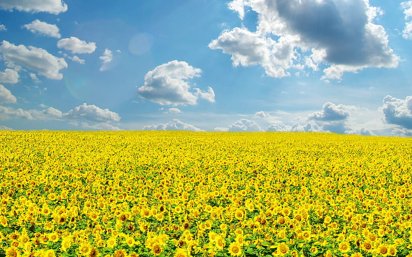 ทุ่งทานตะวัน ฟิลด์ สีเหลือง ดอกไม้ ธรรมชาติ ดอกทานตะวัน วอลล์เปเปอร์ HD