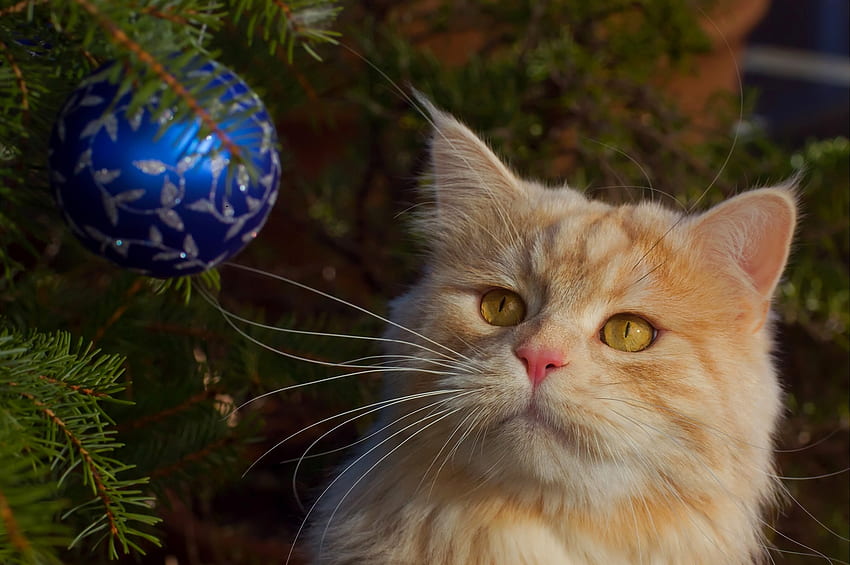 크리스마스 고양이, 파랑, 동물, craciun, 고양이, 아름다움, 나무, 생강, pisica, 공, 크리스마스 HD 월페이퍼