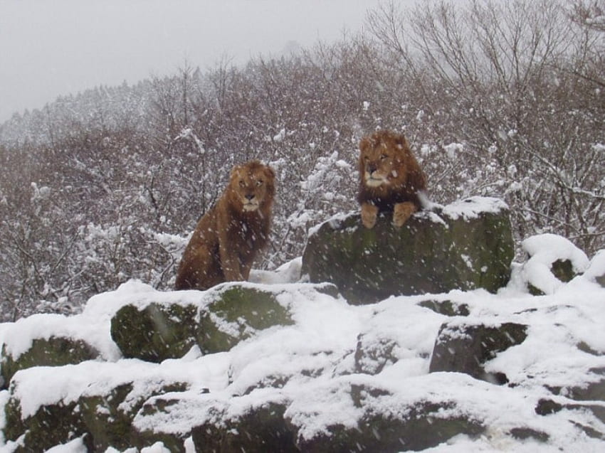 Tougher Than The Rest 4, cold, winter, lion, snow HD wallpaper