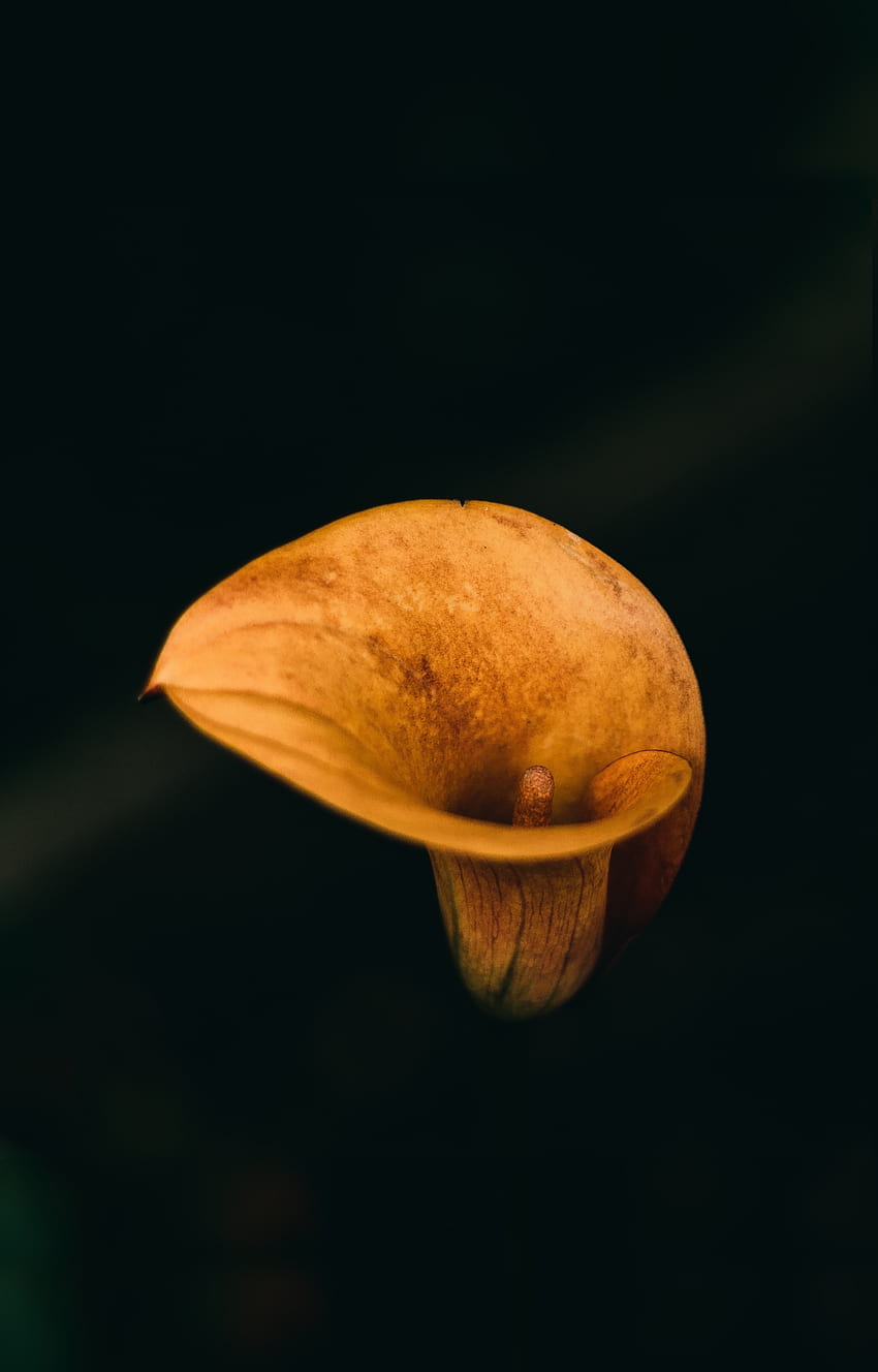 Iris, flower, yellow, minimal HD phone wallpaper