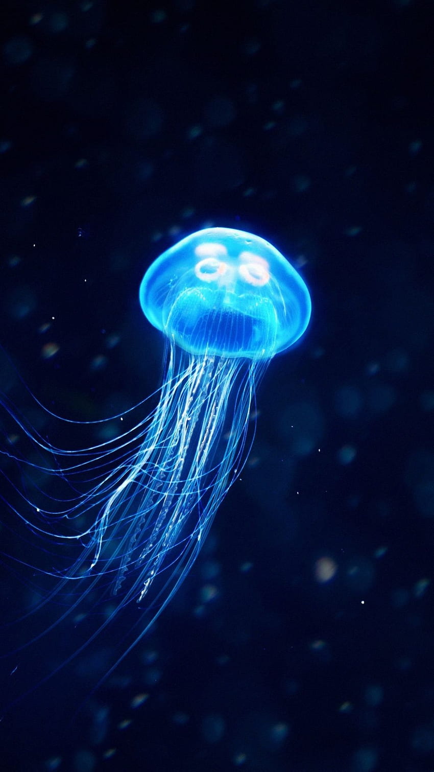 Jellyfish, dark, underwater, swim, artwork, . Animal , Wild animal , Blue jellyfish HD phone wallpaper
