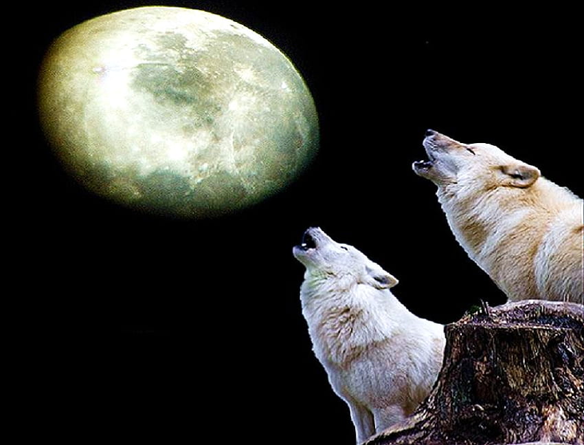 Wolf sky, night, white, wolves, full, rock, howling, brown, moon, pair HD wallpaper