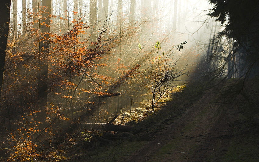 Природа, дървета, есен, зора, блясък, светлина, гора, сутрин, слънчево, слънчево HD тапет