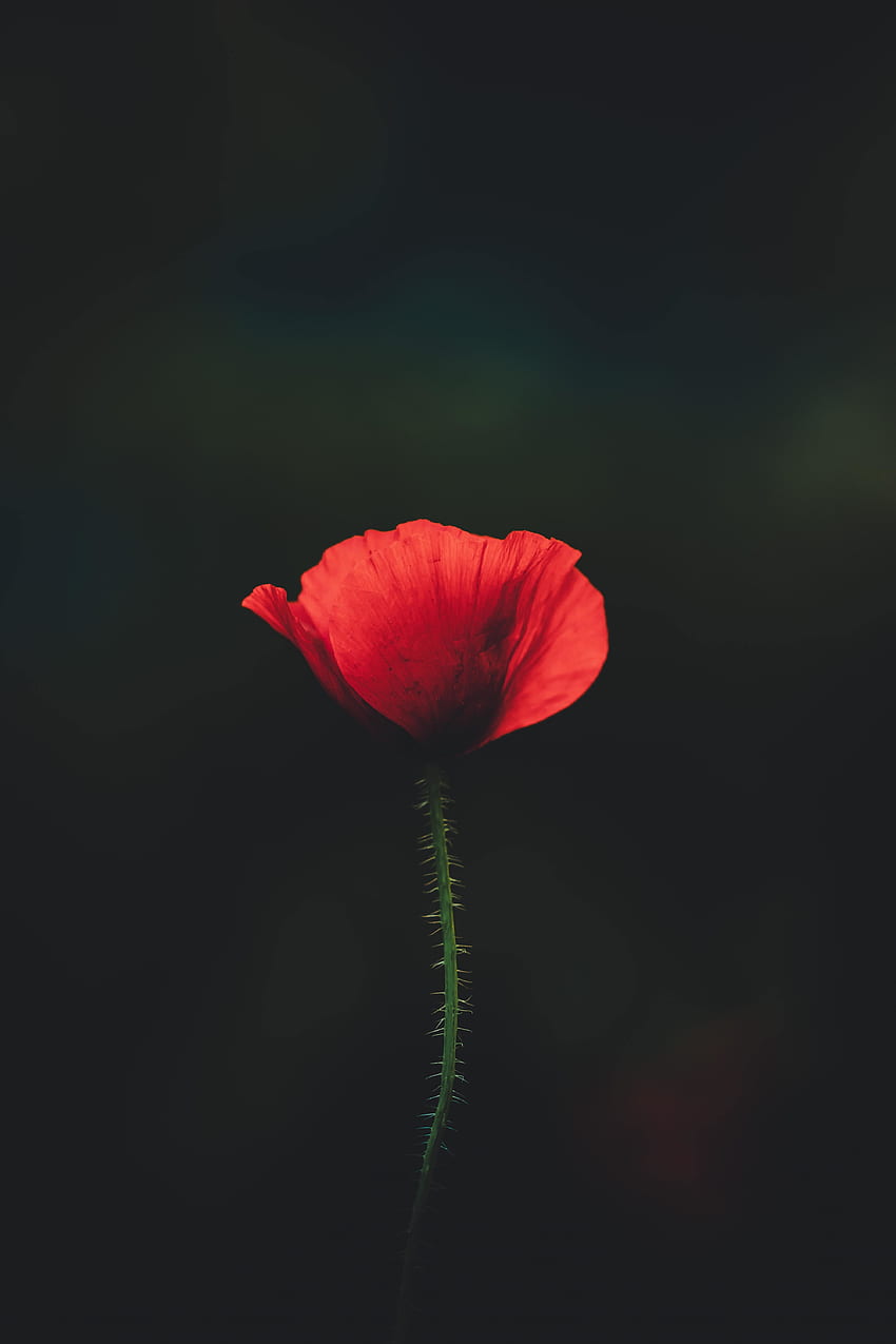 Red poppy, portrait HD phone wallpaper