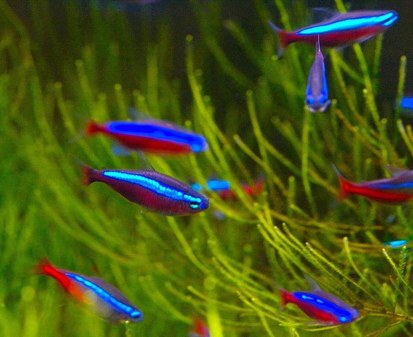 Neon Tetra, Neon Fish HD wallpaper