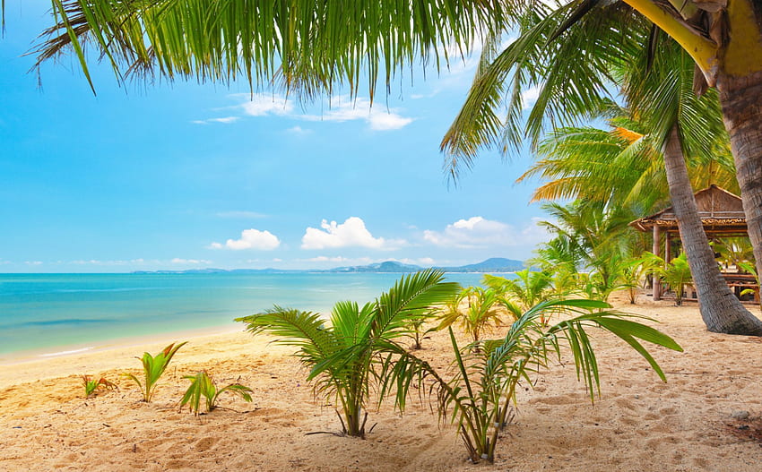 *** Yaz plajı ***, mavi, yaz, ağaçlar, gökyüzü, doğa, plaj HD duvar kağıdı