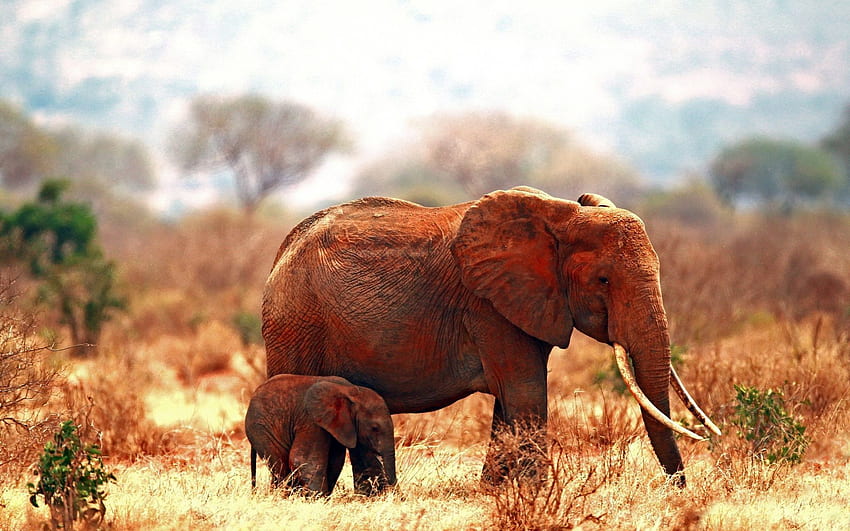 สัตว์ หญ้า ช้าง คู่รัก ครอบครัว วอลล์เปเปอร์ HD
