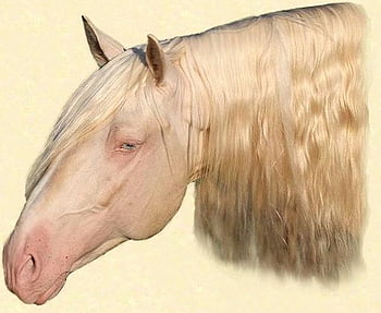 Saphiro The Cremello Andalusian, spanish, andalusian, cremello, horses