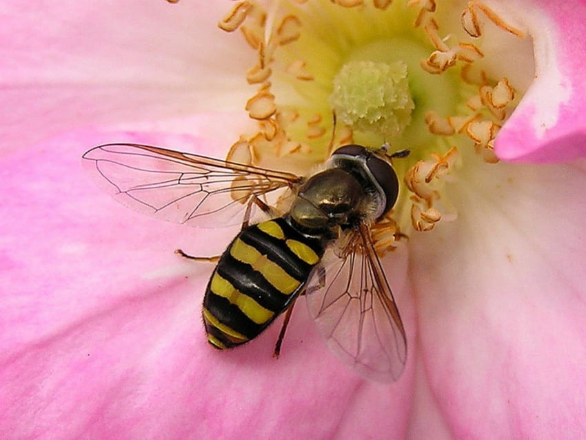 pszczoła miodna, słodko-kwaśne stworzenie, strzał z bliska Tapeta HD