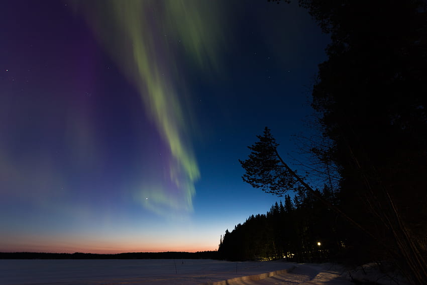 Winter, Trees, Night, Dark, Forest, Aurora Borealis, Northern Lights HD wallpaper
