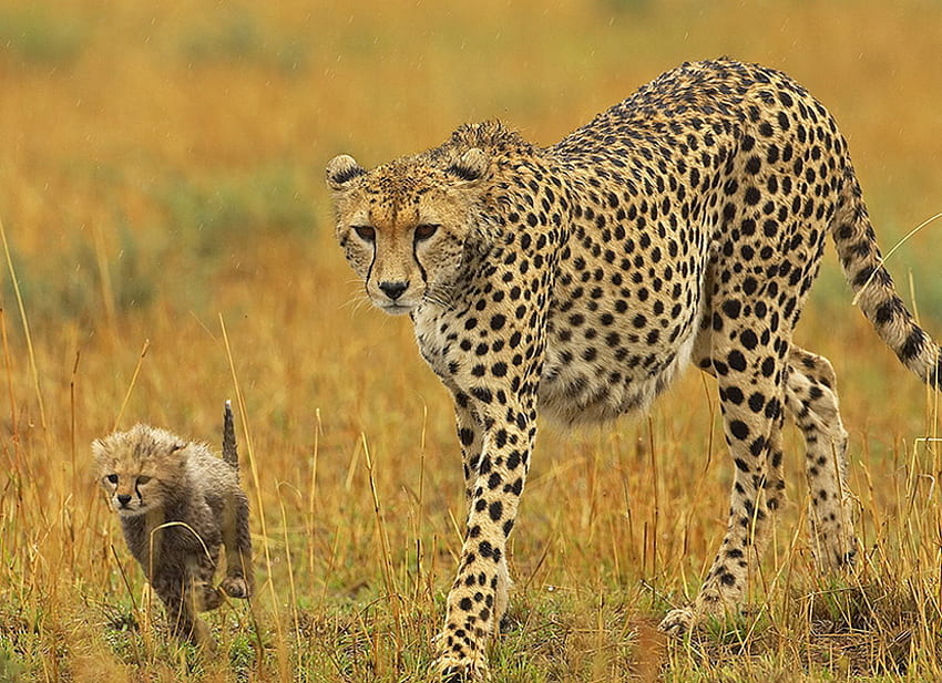 Come On Mum Keep Up, elegant, cub, mum, cute, grassland, wild, spots, cheetahs HD wallpaper