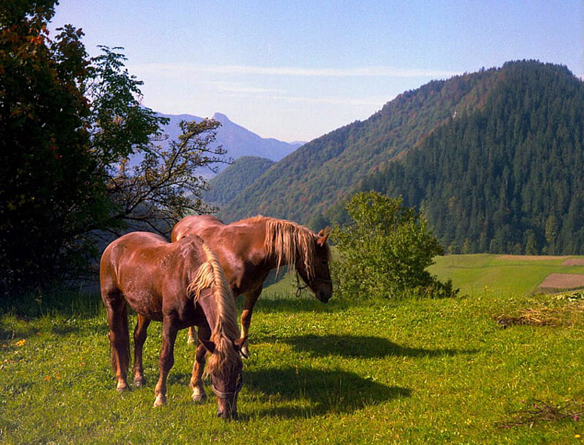 Al pascolo nell'erba, due cavalli, erba, paese, pascolo Sfondo HD
