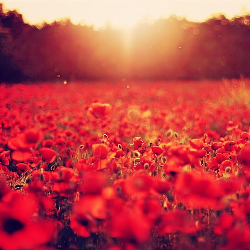 Red Poppy Live App Ranking and Store Data HD phone wallpaper | Pxfuel