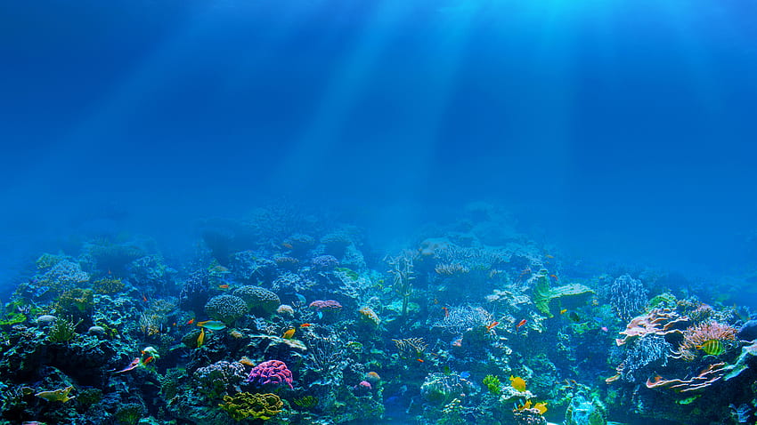 Mer bleue, sous-marine, rayons de soleil, poissons, corail U Fond d'écran HD