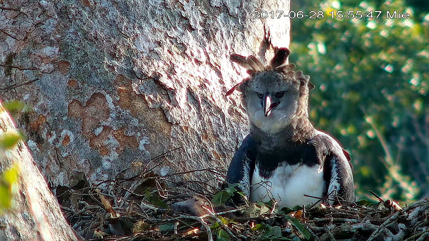 Kamera, Araştırmacılara Yakın Zamanda Yumurtadan Çıkan Harpy Eagle'a İlk Bakış Sağlıyor HD duvar kağıdı