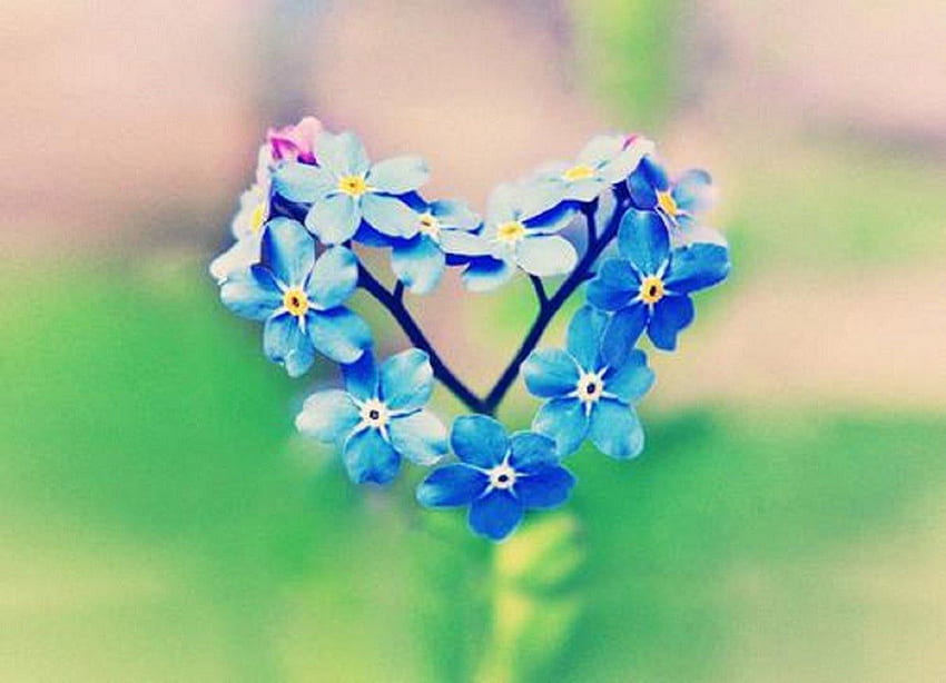 Цъфтящо сърце, синьо, незабравка, сърце, цвете HD тапет