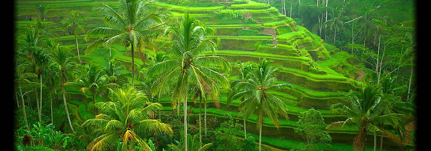 HOME - Ubud Bali Tours, Rice Fields Bali Indonesia HD wallpaper