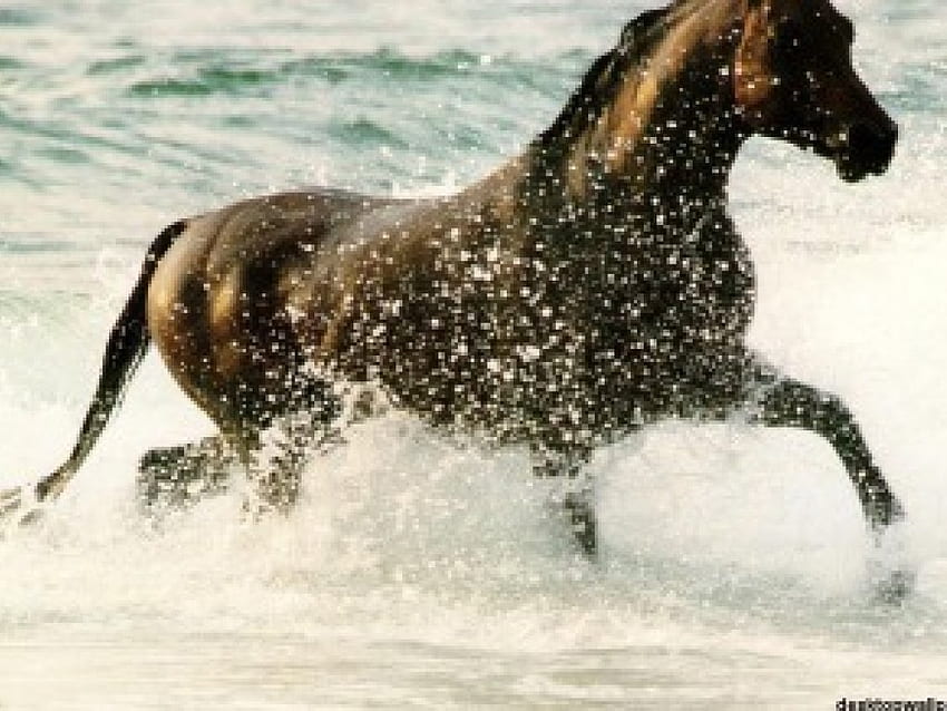 Semangat Kuda, kuda, cepat Wallpaper HD