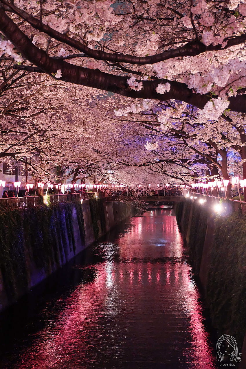 Nakameguro, plena floración. Paisajes hermosos, grafía de Tokio, Paisajes, Tokyo Sakura fondo de pantalla del teléfono